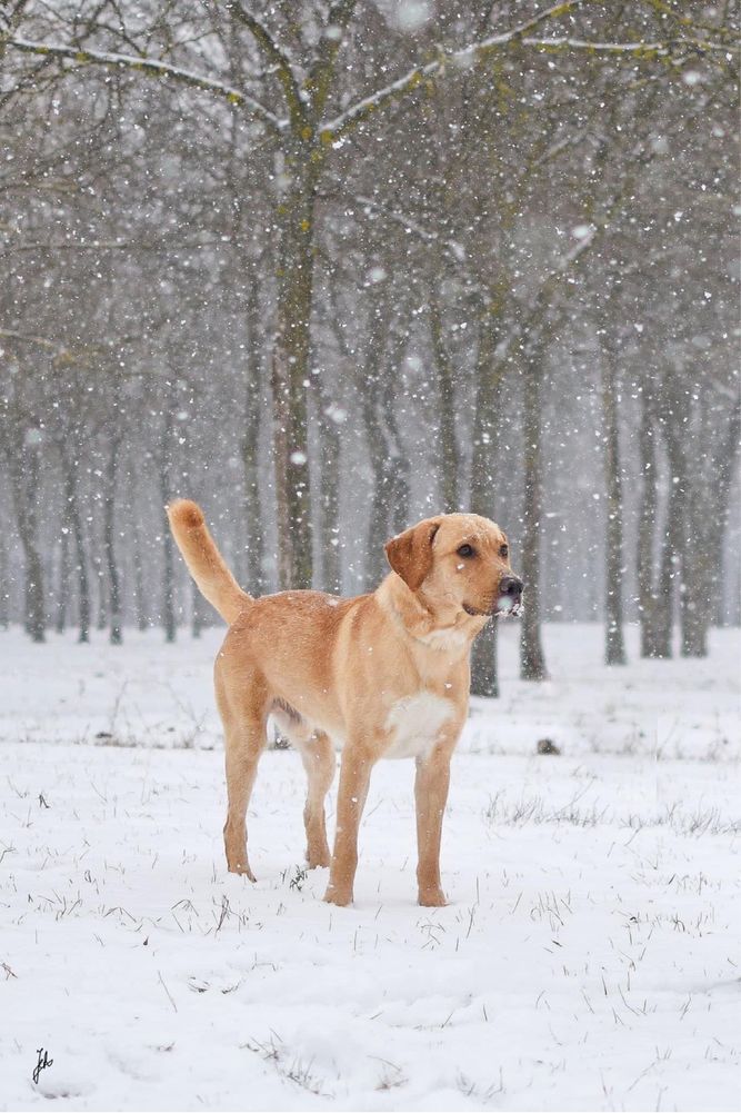 Młody piękny pies w typie labradora do odpowiedzialnej adopcji