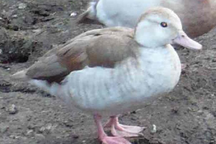 Disponivel casais de ring teal Azul