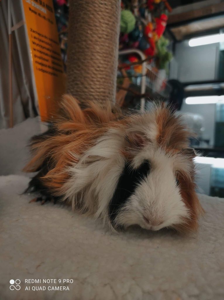 Cavia domowa - swinka morska rozeta i rozeta długowłosa 120zlszt