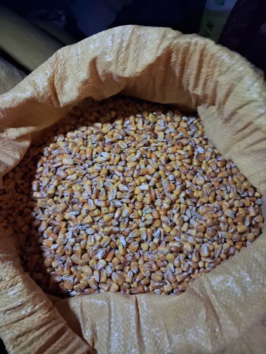 Kukurydza ze zbiorów 2025