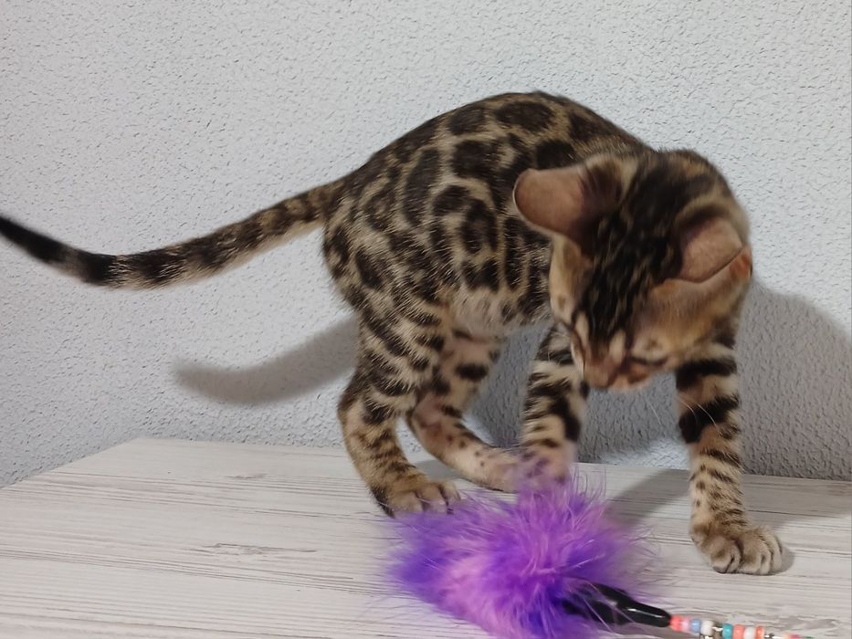 Бенгальські кошенята WCF