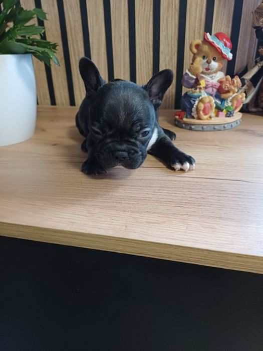 Buldog Francuski suczka