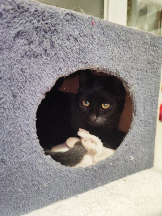 Pet sitting e dog walking no distrito do Porto