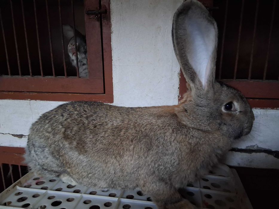 Króliki olbrzymy belgijskie