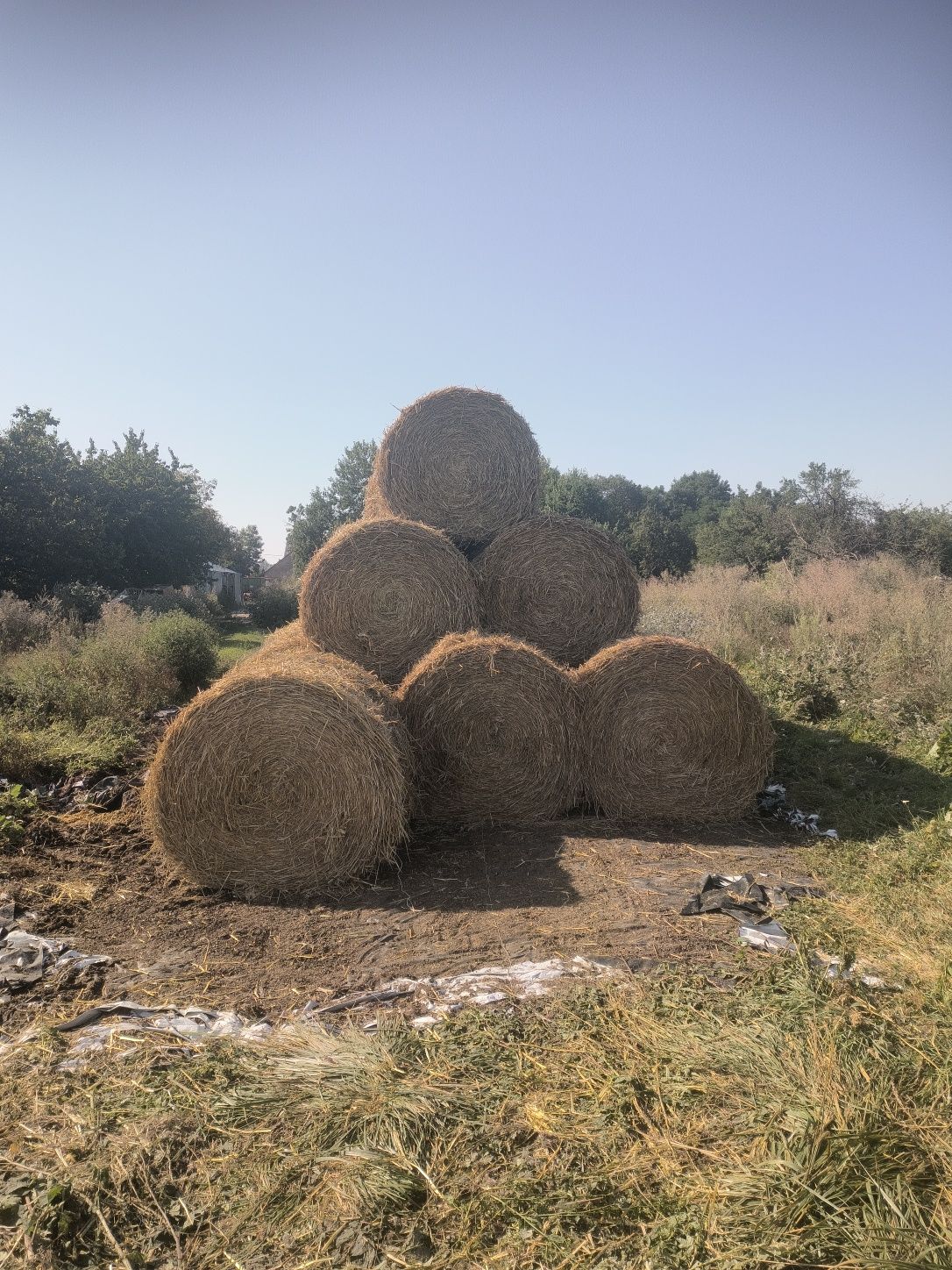 Sprzedam baloty pszenne