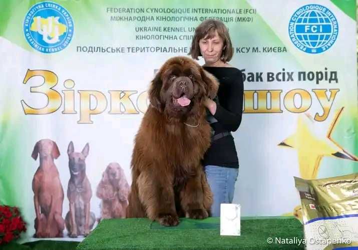 Ньюфаундленд, чудові чорні цуценята ! КСУ-FCI