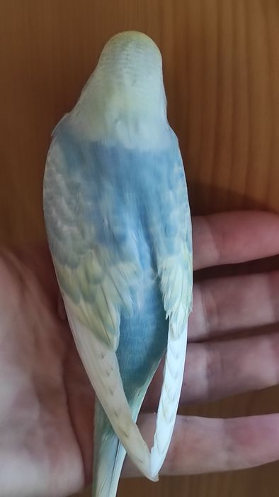 Хатні домашні улюбленці