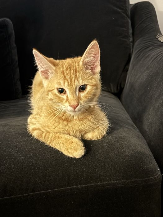 Zaginął młody, rudy kot, Gumieńce