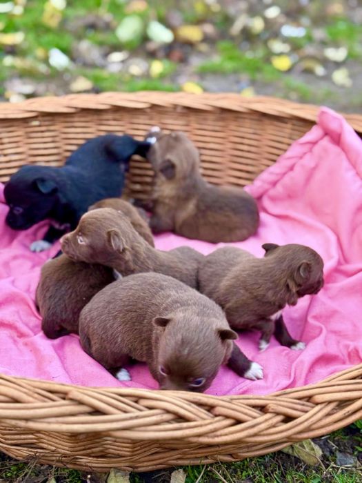 Щеночки —будут до 6-7 кг