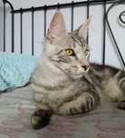 Maine coon kociak kocurek srebrny rodowód FPL duży 7-8 kg do odbioru