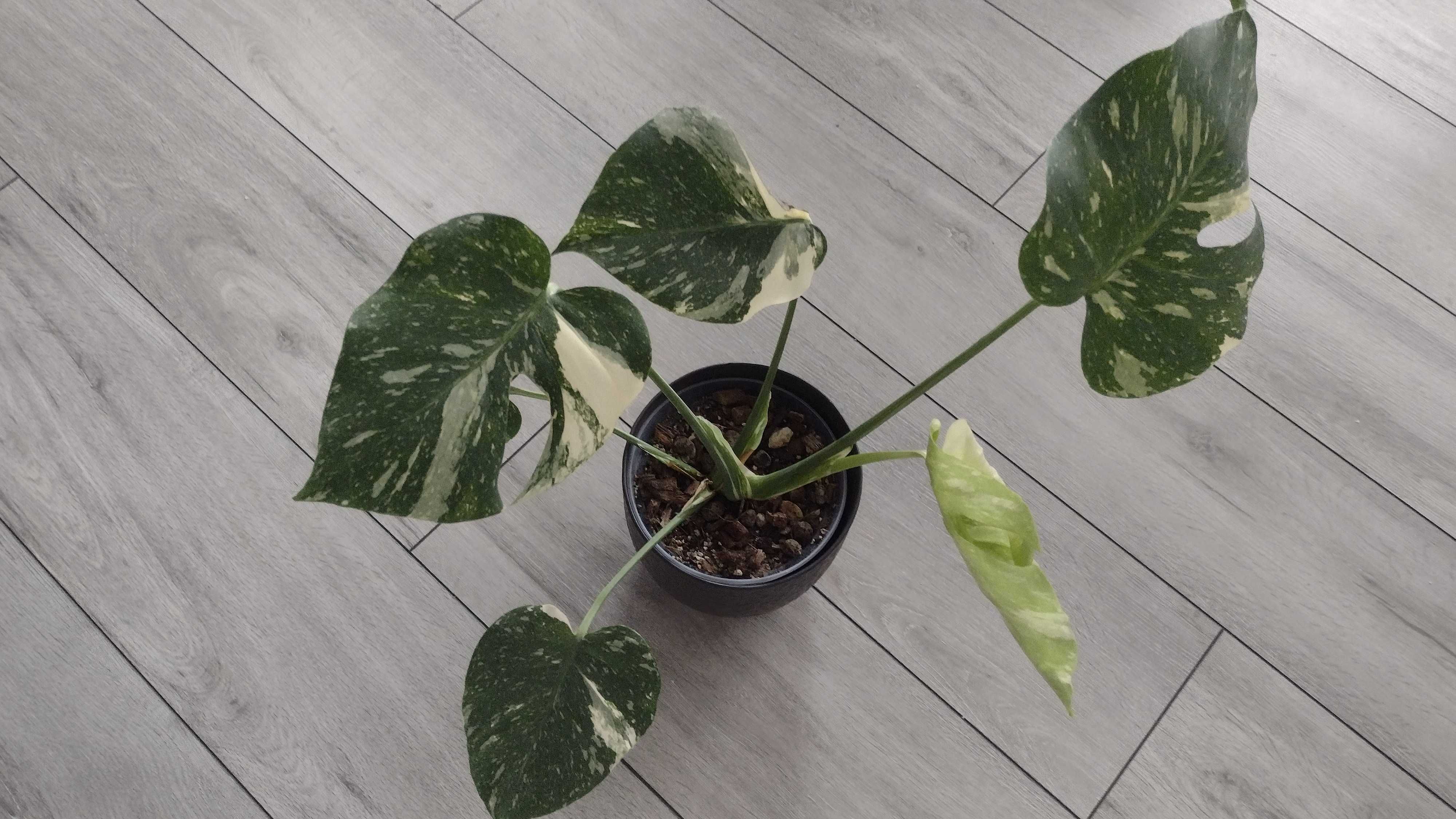 Monstera Thai piękna