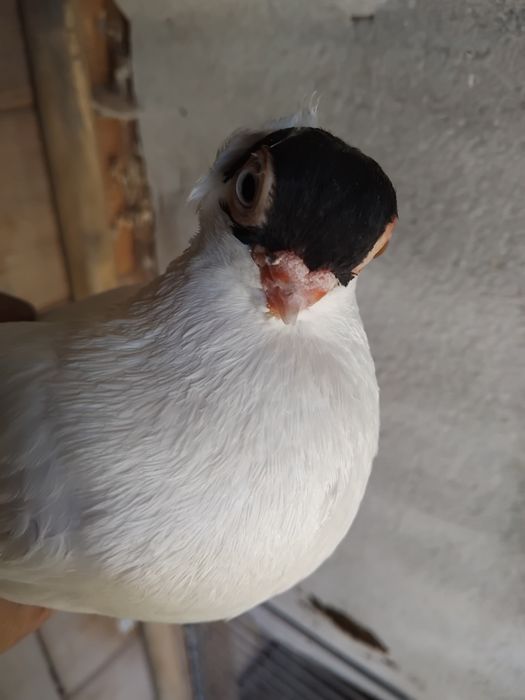 Gołębie ozdobne - krymek