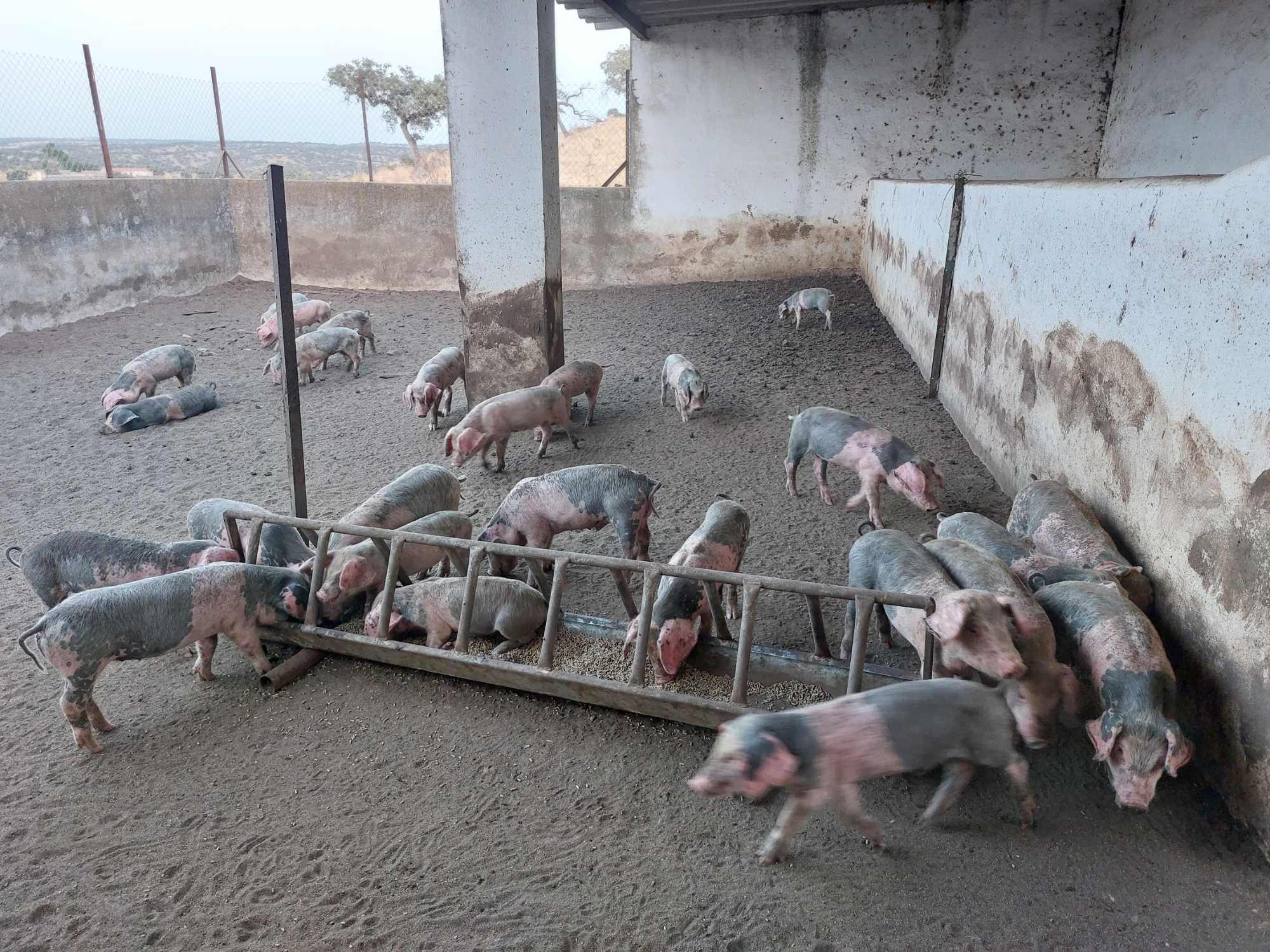 Leitões, porcas e varrasco Bísaros puros  Barrancos, Baixo Alentejo