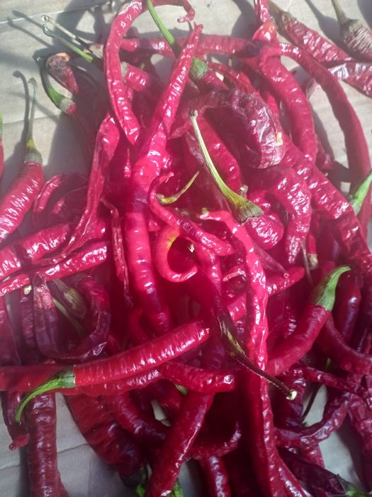 Piri- piri Biológico