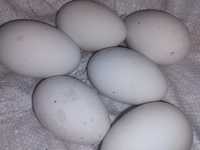 Jaja lęgowe gęsi mix  lokowane garbonos