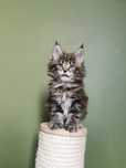 kociak Maine Coon rodowód FPL