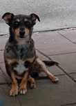 Piesek do adopcji Amik