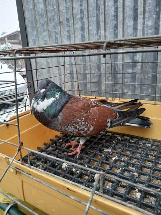 Gołebie ozdobne Koszua