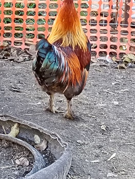 Para kur zielononóżek