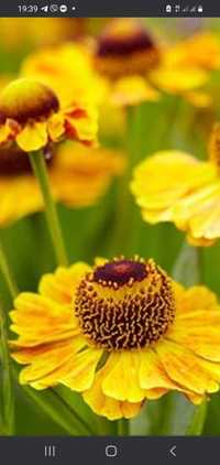 Багаторічна  квітка Геленіум  жовтий
