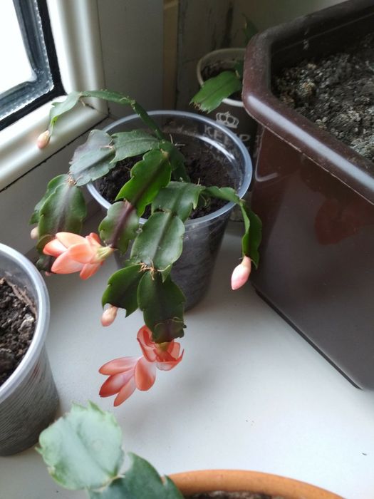 Рождественник Шлюмбе́ргера, Зигокактус