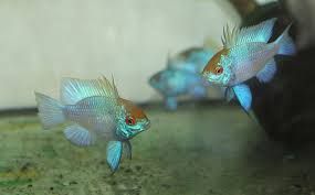 GB RAMIREZA elektric blue pielęgniczka (Mikrogeophagus ramirezi)