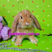 Мини кролик,мiнi кролики,висловухий баранчик mini lop