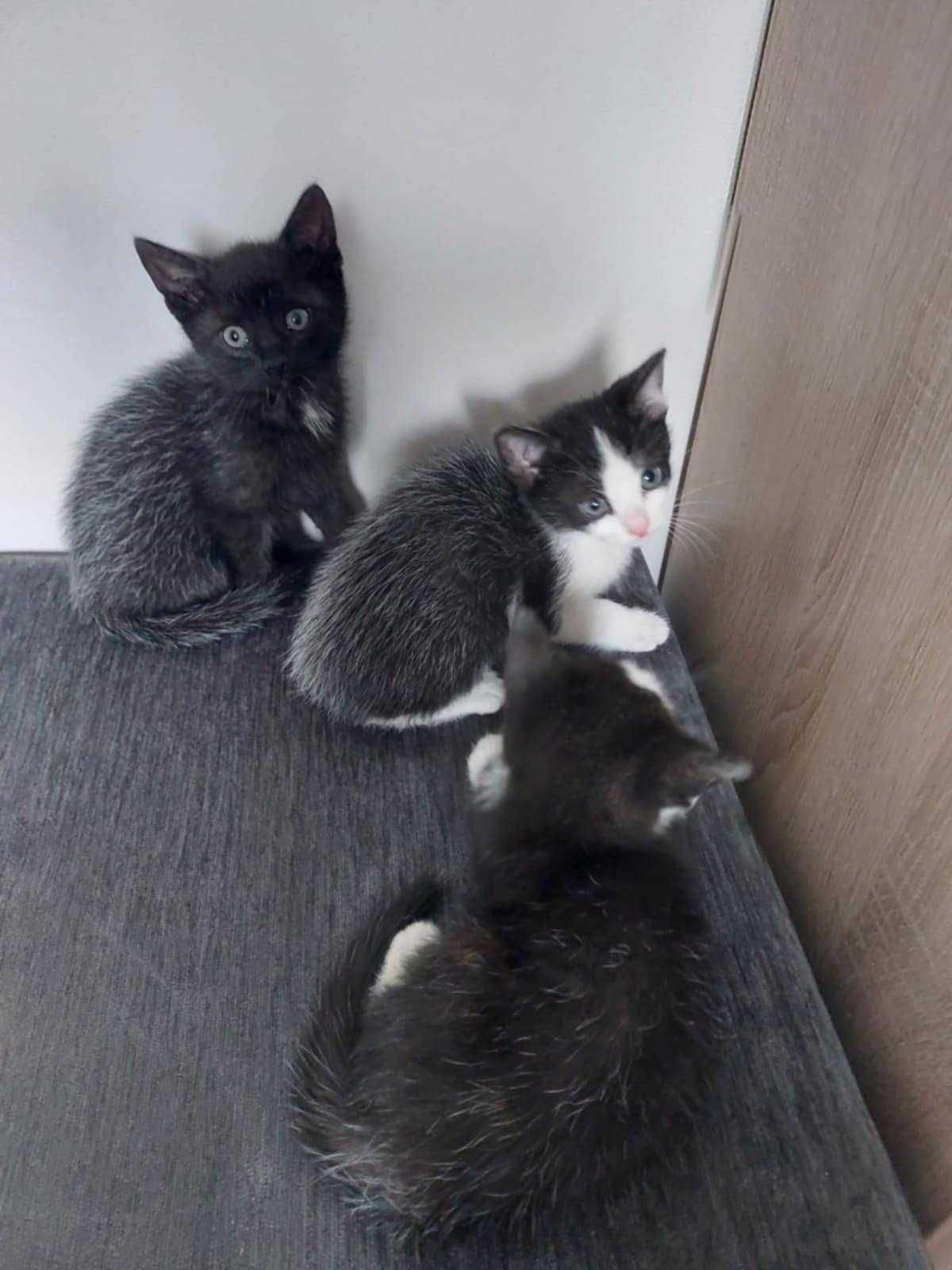 urocze kilkutygodniowe kocurki do oddania