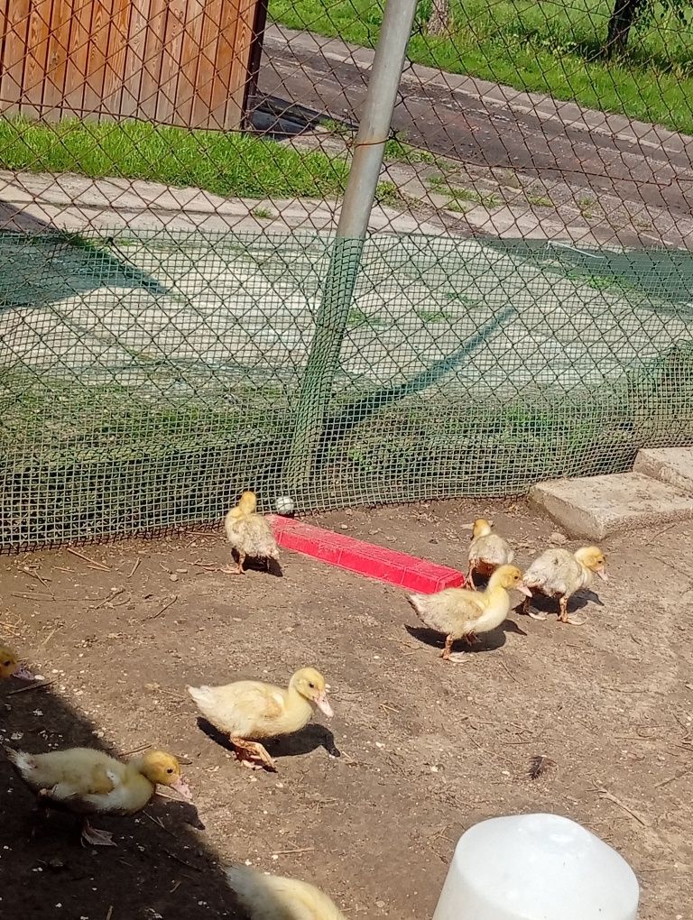 Sprzedam  kaczki francuskie