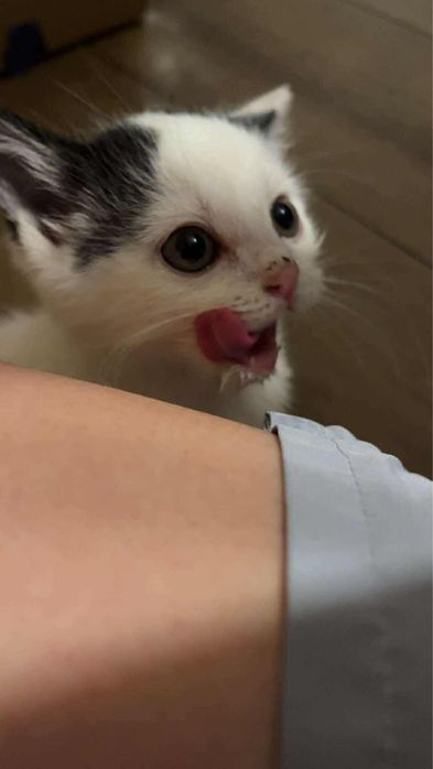 3 kotki szukają ciepłegoi kochajacego domu