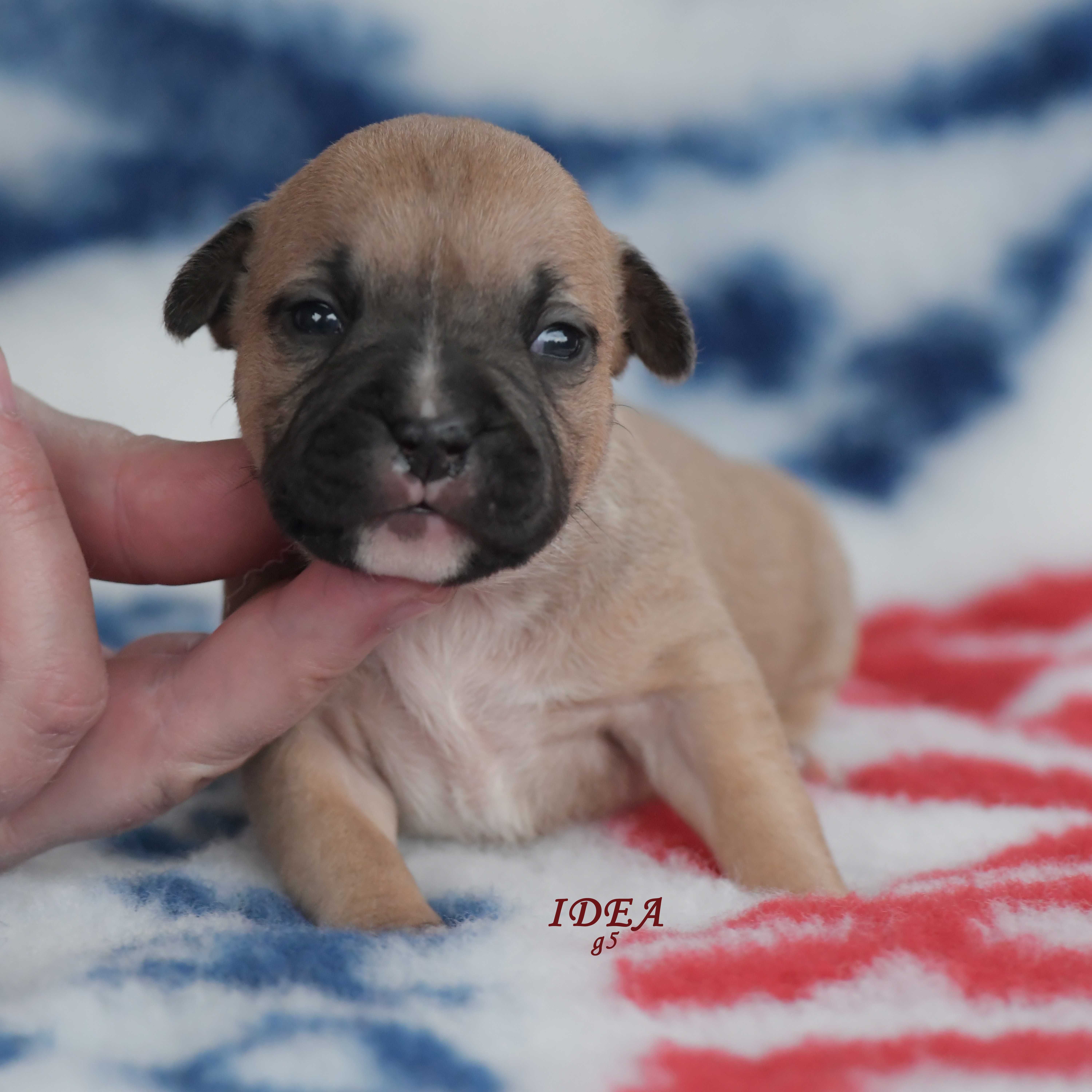 Amstaff, pręgowany o unikatowym rodowodzie