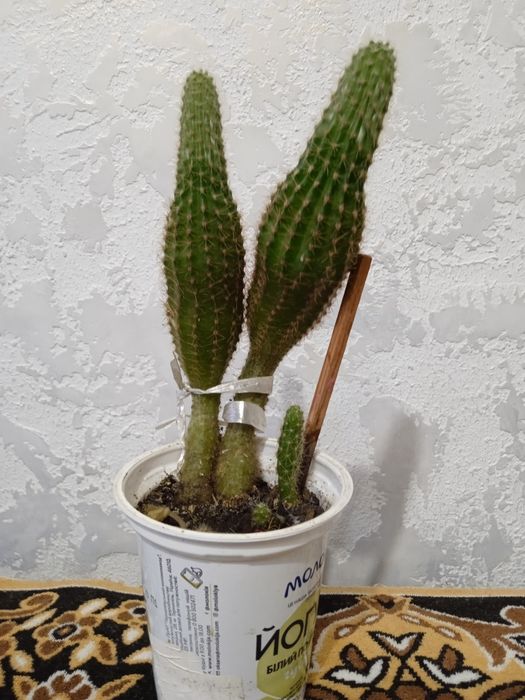 Алое лекарственный и другие