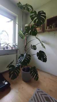 Monstera okolo 2 metry wysokosci