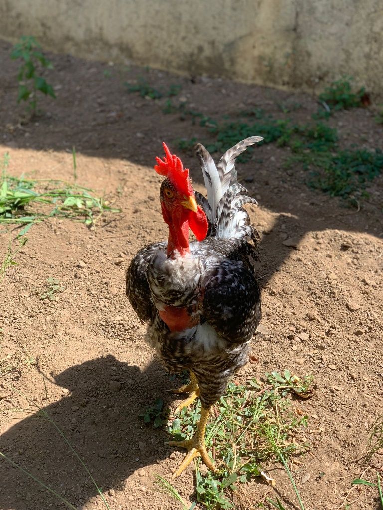 Galo predês pescoço careca