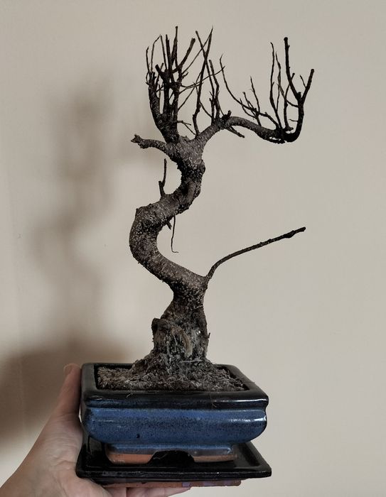Ceramiczna doniczka do bonsai z podstawką