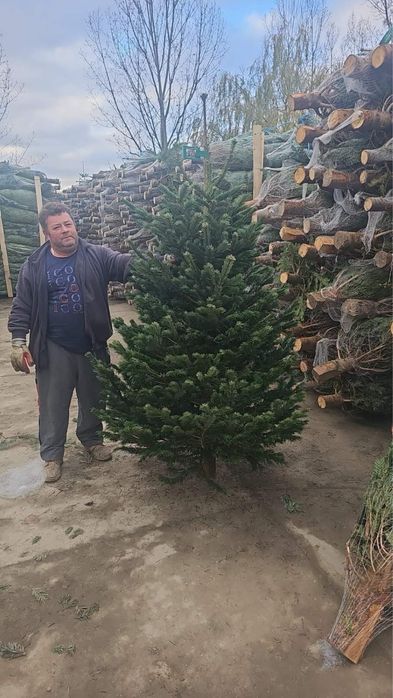 Ялиця Ялинка Норман .