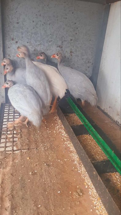 Fracas galhinha de Angola