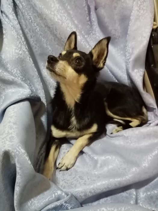 Безкоштовно!!! Терміново!!! Собака