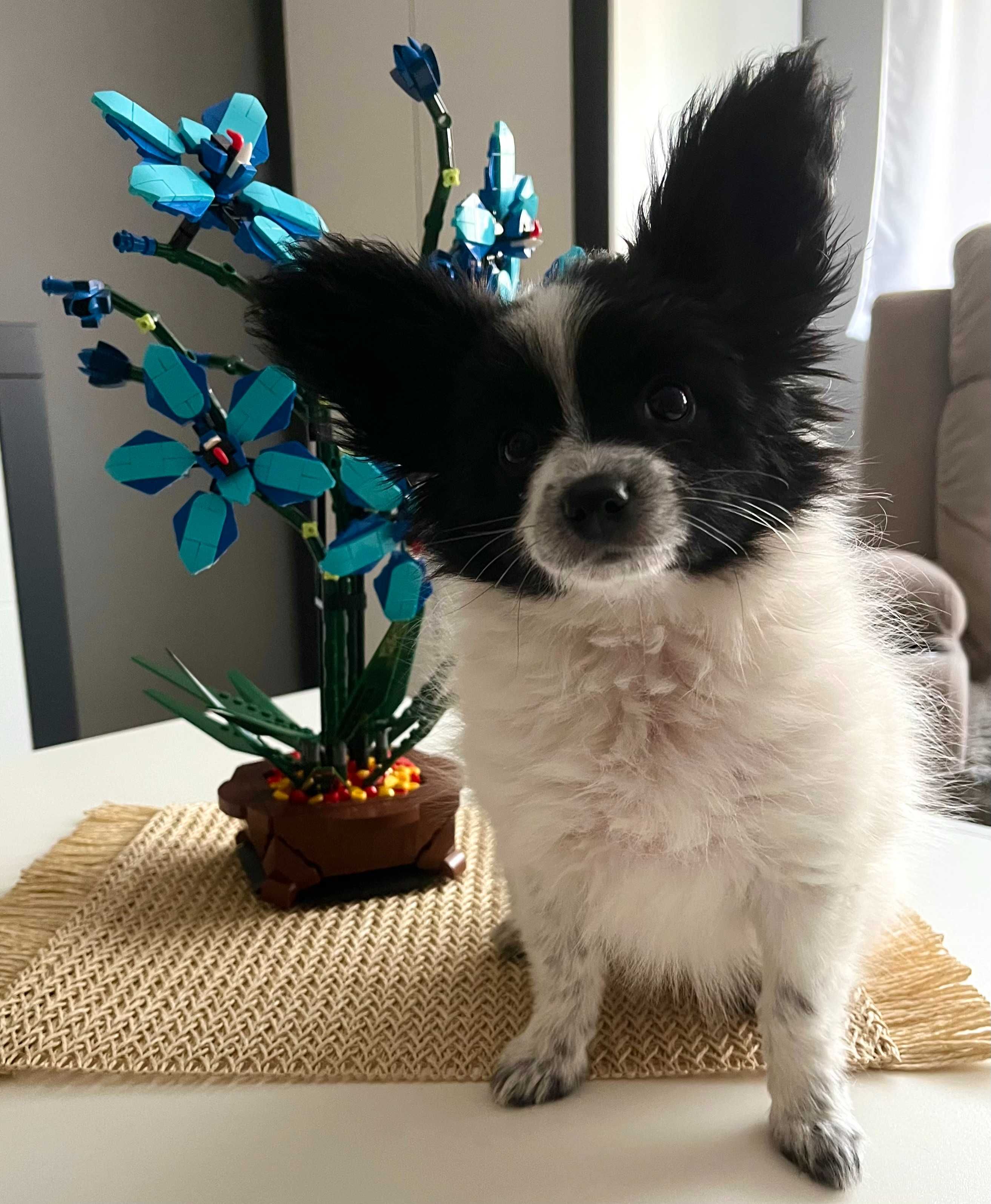 Papillon- cudna sunia