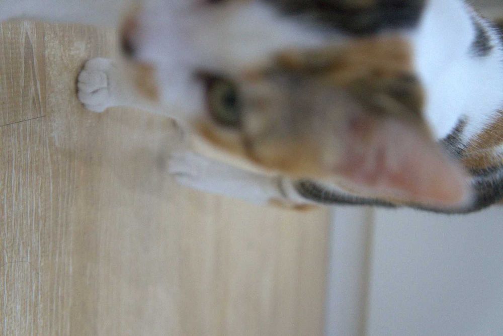 adocão responsável