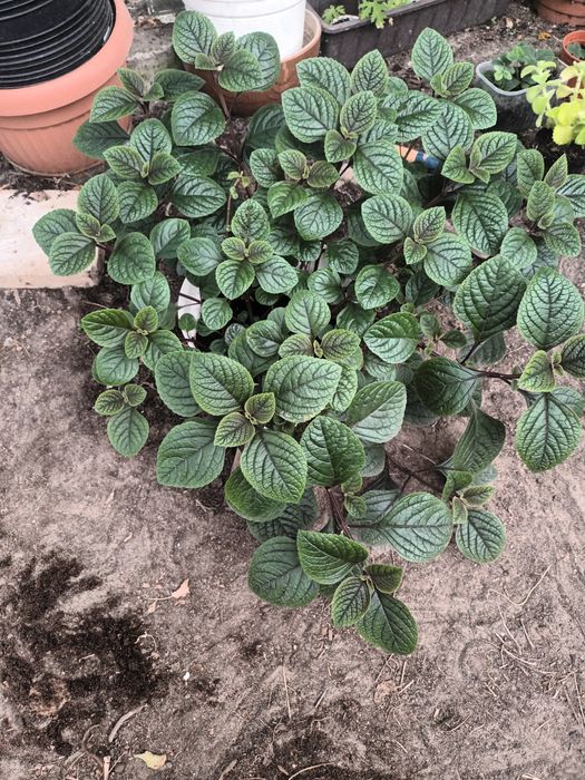 Komarzyca Nico odstraszacz komarów