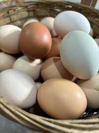 Ovos caseiros todas as cores e feitios