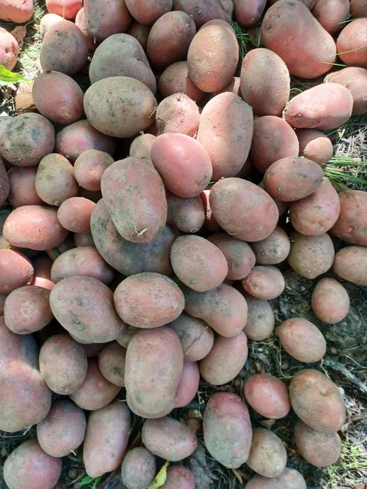 Картопля різних сортів на зиму.