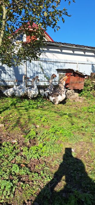 Сільгосп тварини гуси