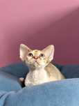 Devon rex koteczka Kamea