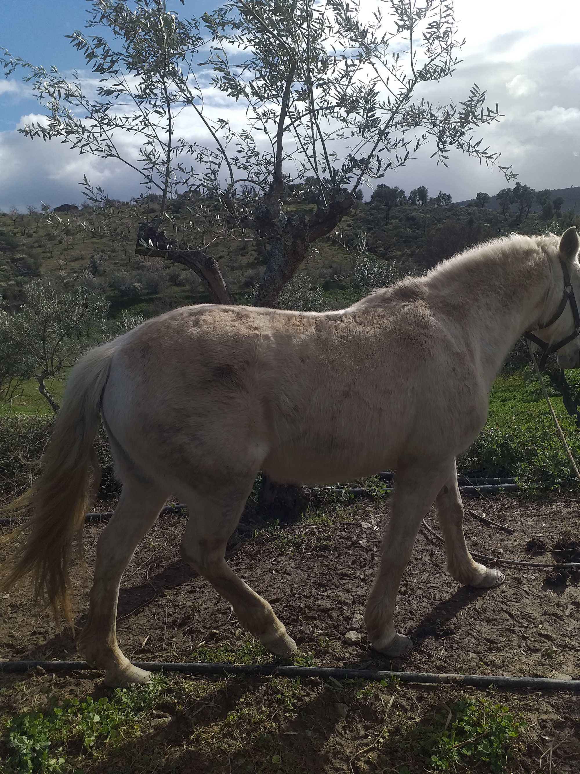 Vemdo por falta de tempo para andar