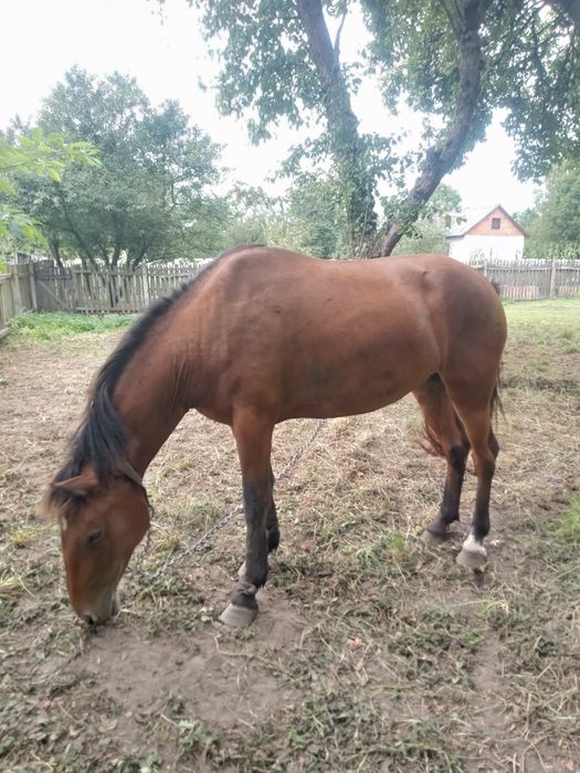 Продається кобила,4роки.