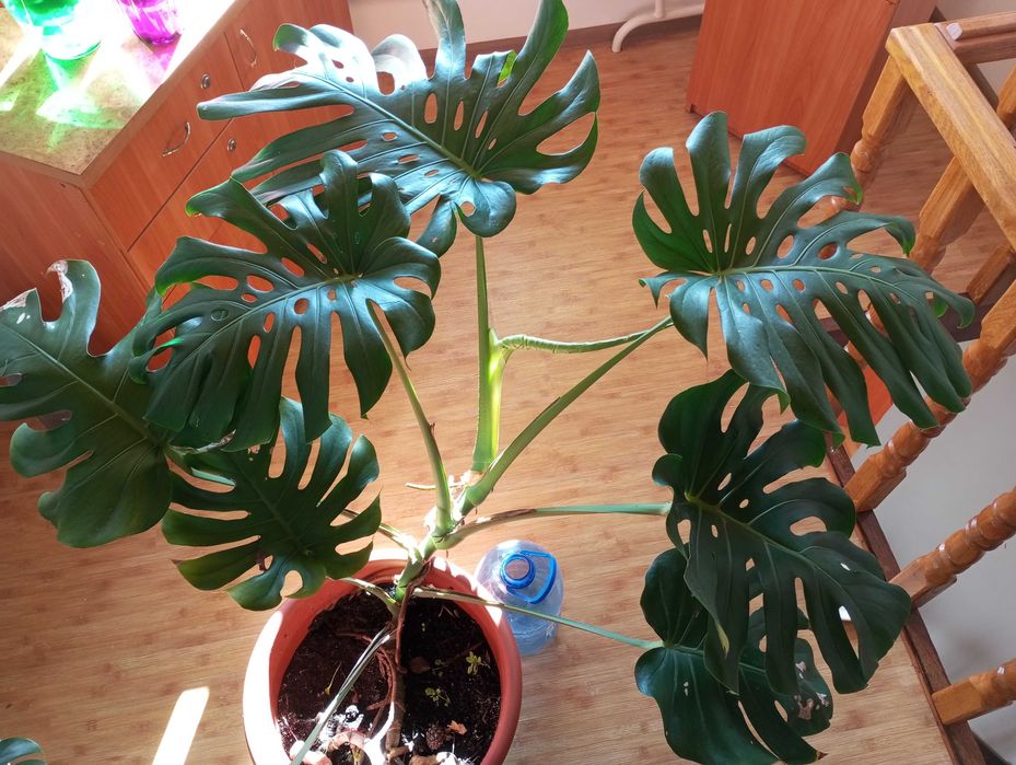 Монстера делікатесна. Monstera Deliciosa