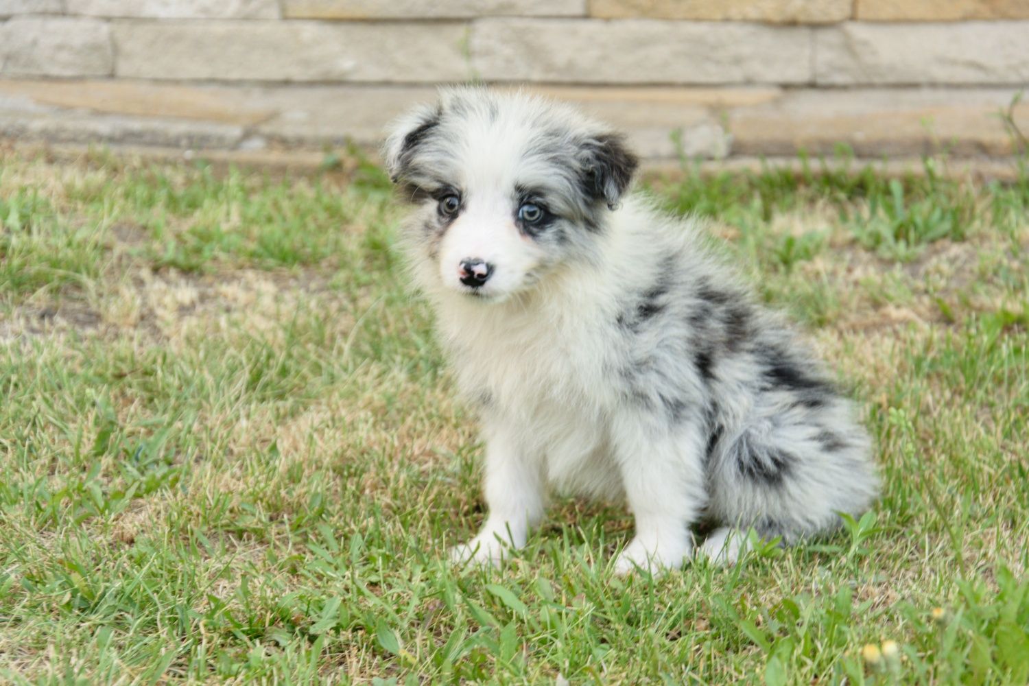 Border collie piesek gotowy do odbioru