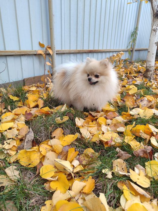 Shpitz Pomeranian and mini